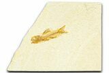 Detailed Fossil Fish (Amphiplaga) - Uncommon Species #367601-1